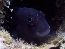 I guess its a Dusky Blenny but its hard to distinguish on... by Daniel Sasse 